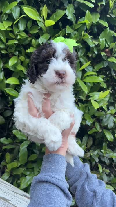 Pink collar-Tulip, a female Bernedoodle and Miniature Bernedoodle for sale in Carnesville, GA – 10 of 10
