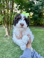 Pink collar-Tulip, a female Bernedoodle and Miniature Bernedoodle for sale in Carnesville, GA – 3 of 10
