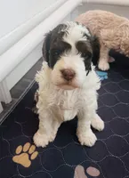 Pink collar-Tulip, a female Bernedoodle and Miniature Bernedoodle for sale in Carnesville, GA – Photo 5 of 5