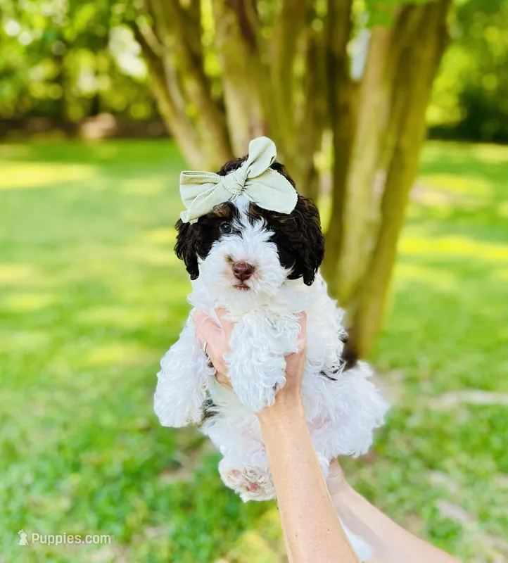 Pink collar-Tulip – Bernedoodle, Miniature Bernedoodle puppy for sale in Carnesville, GA