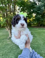 Pink collar-Tulip, a female Bernedoodle and Miniature Bernedoodle for sale in Carnesville, GA – 4 of 10