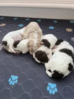 Pink collar , a female Bernedoodle and Miniature Bernedoodle for sale in Carnesville, GA – Photo 3 of 3