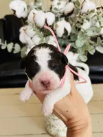Pink collar , a female Bernedoodle and Miniature Bernedoodle for sale in Carnesville, GA – Photo 1 of 3