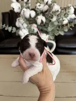 Pink collar , a female Bernedoodle and Miniature Bernedoodle for sale in Carnesville, GA – Photo 2 of 3