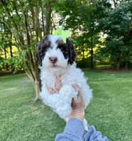 Pink collar-Tulip, a female Bernedoodle and Miniature Bernedoodle for sale in Carnesville, GA – 2 of 10