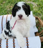 Pink collar-Tulip, a female Bernedoodle and Miniature Bernedoodle for sale in Carnesville, GA – Photo 1 of 5