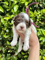Purple collar- daffodil, a female Bernedoodle and Miniature Bernedoodle for sale in Carnesville, GA – Photo 2 of 2