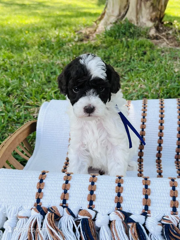 Purple collar- daffodil, a female Bernedoodle and Miniature Bernedoodle for sale in Carnesville, GA – Photo 1 of 2