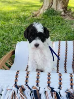 Purple collar- daffodil, a female Bernedoodle and Miniature Bernedoodle for sale in Carnesville, GA – Photo 1 of 2