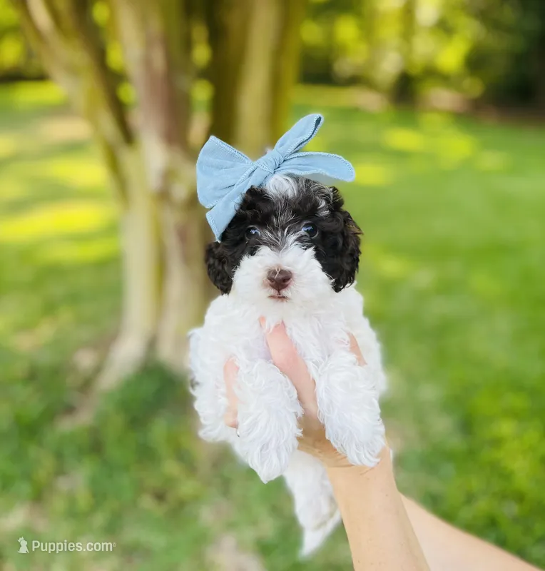Purple collar- daffodil – Bernedoodle, Miniature Bernedoodle puppy for sale in Carnesville, GA