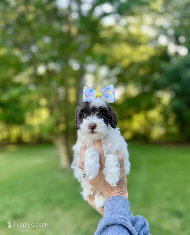 Purple collar- daffodil – Bernedoodle, Miniature Bernedoodle puppy for sale in Carnesville, GA
