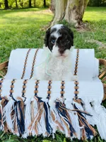 Teal collar-Iris, a female Bernedoodle and Miniature Bernedoodle for sale in Carnesville, GA – Photo 2 of 4