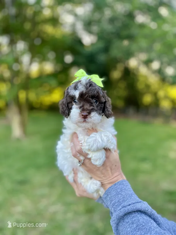 Teal collar-Iris – Bernedoodle, Miniature Bernedoodle puppy for sale in Carnesville, GA
