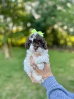 Teal collar-Iris, a female Bernedoodle and Miniature Bernedoodle for sale in Carnesville, GA – 2 of 7
