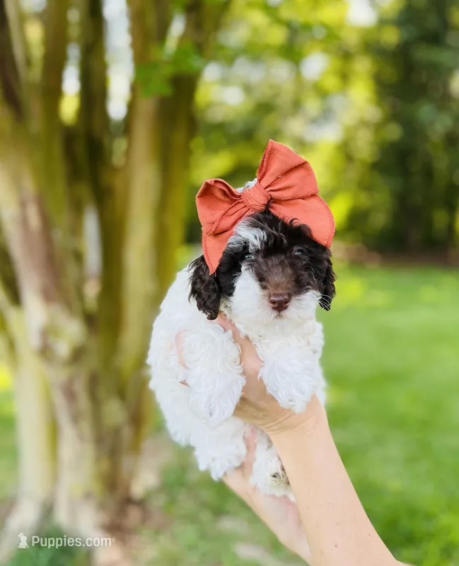 Teal collar-Iris – Bernedoodle, Miniature Bernedoodle puppy for sale in Carnesville, GA