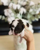 Teal collar-Iris, a female Bernedoodle and Miniature Bernedoodle for sale in Carnesville, GA – Photo 4 of 4