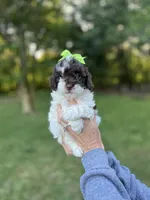 Teal collar-Iris, a female Bernedoodle and Miniature Bernedoodle for sale in Carnesville, GA – 4 of 7