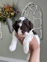Teal collar-Iris, a female Bernedoodle and Miniature Bernedoodle for sale in Carnesville, GA – Photo 3 of 4