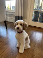 Medium f1b litter, a female Goldendoodle and Miniature Goldendoodle for sale in Carnesville, GA – Photo 1 of 2