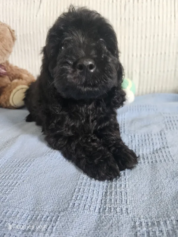 Rodney  – Cockapoo puppy for sale in Fitzgerald, GA