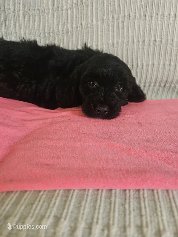 Sandy – Cockapoo puppy for sale in Fitzgerald, GA