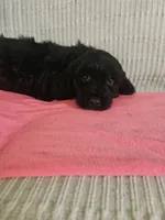 Sandy, a female Cockapoo for sale in Fitzgerald, GA – 1 of 6
