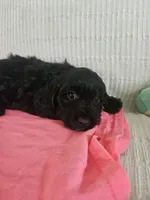Sandy, a female Cockapoo for sale in Fitzgerald, GA – 3 of 6