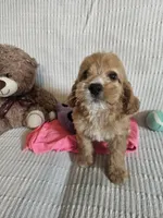 Starla, a female Cockapoo for sale in Fitzgerald, GA – 7 of 7