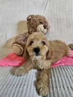 Isabel , a female Cockapoo for sale in Fitzgerald, GA – 5 of 5