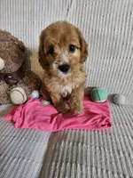 Starla, a female Cockapoo for sale in Fitzgerald, GA – 3 of 7