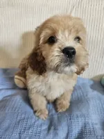 Beau , a male Cockapoo for sale in Fitzgerald, GA – 7 of 7