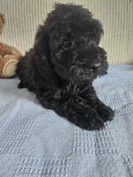 Rodney , a male Cockapoo for sale in Fitzgerald, GA – 3 of 10
