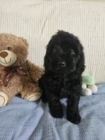 Rodney , a male Cockapoo for sale in Fitzgerald, GA – 8 of 10