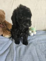 Rodney , a male Cockapoo for sale in Fitzgerald, GA – 10 of 10