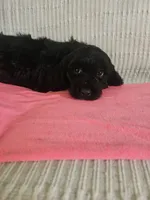 Sandy, a female Cockapoo for sale in Fitzgerald, GA – 2 of 6