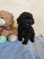 Todd, a male Cockapoo for sale in Fitzgerald, GA – 6 of 6