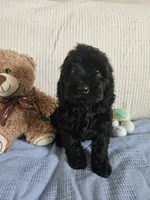 Rodney , a male Cockapoo for sale in Fitzgerald, GA – 9 of 10