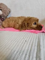 Desi, a female Cockapoo for sale in Fitzgerald, GA – 2 of 7
