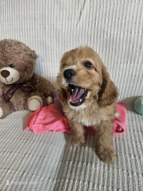 Starla – Cockapoo puppy for sale in Fitzgerald, GA