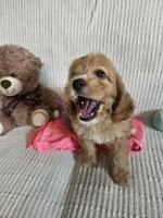 Starla, a female Cockapoo for sale in Fitzgerald, GA – 1 of 7