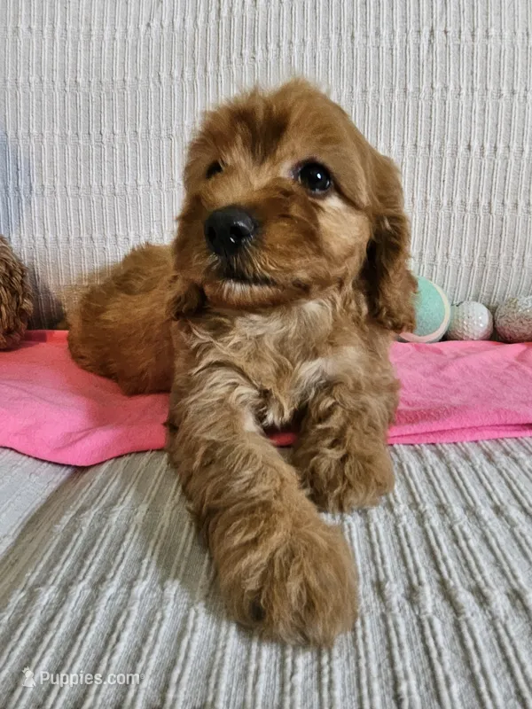 Desi – Cockapoo puppy for sale in Fitzgerald, GA