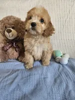 Beau , a male Cockapoo for sale in Fitzgerald, GA – 6 of 7