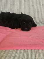 Sandy, a female Cockapoo for sale in Fitzgerald, GA – 4 of 6
