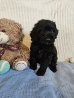 Todd, a male Cockapoo for sale in Fitzgerald, GA – 2 of 6