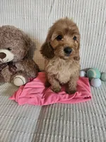 Desi, a female Cockapoo for sale in Fitzgerald, GA – 5 of 7