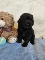 Todd, a male Cockapoo for sale in Fitzgerald, GA – 3 of 6