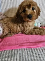 Desi, a female Cockapoo for sale in Fitzgerald, GA – 7 of 7