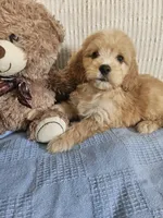 Beau , a male Cockapoo for sale in Fitzgerald, GA – 2 of 7
