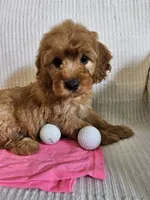 Desi, a female Cockapoo for sale in Fitzgerald, GA – 4 of 7