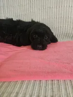 Sandy, a female Cockapoo for sale in Fitzgerald, GA – 6 of 6